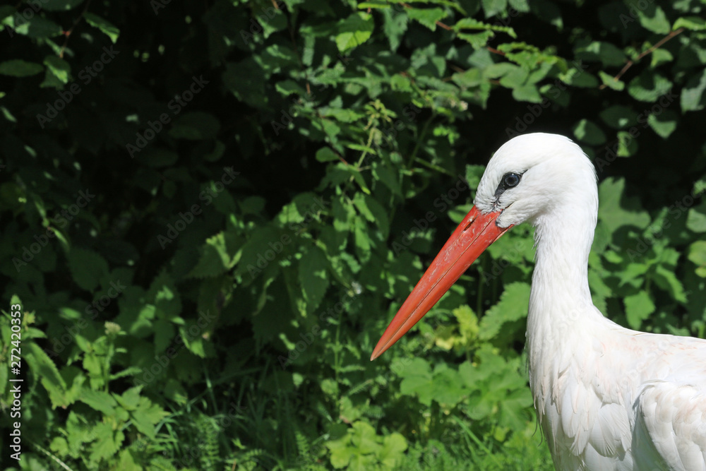 Fototapeta premium White stork portrait