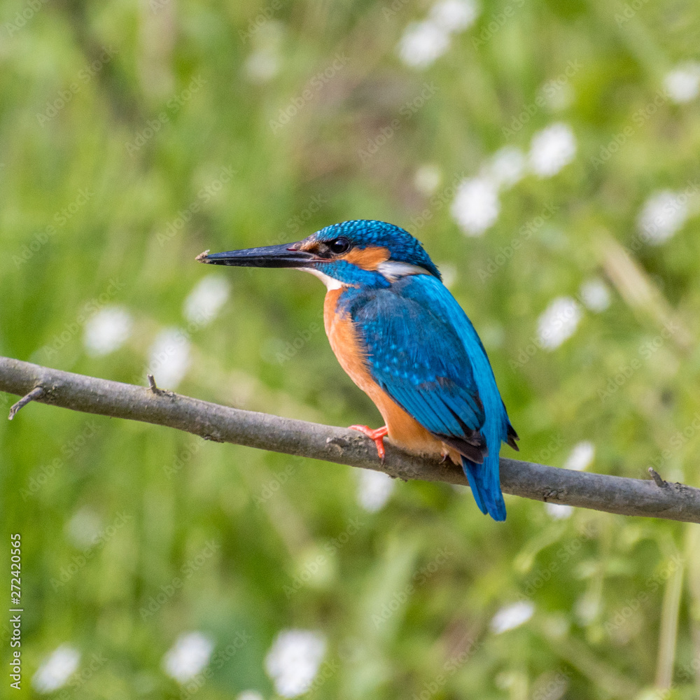 Fototapeta premium Isolated close up of a single king fisher bird in the wild- Danube Delta Romania