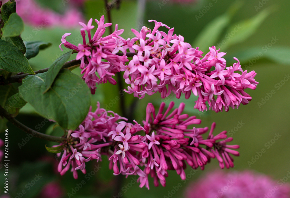 beautiful flowers in nature in the botanical garden beautiful flowers in nature in the botanical garden