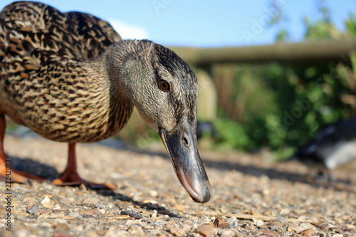 Canvas Print Mallard duck close up
