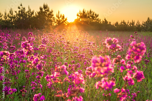 spring landscape with blooming purple flowers in meadow and sunrise
