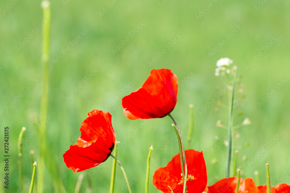 Poppies Beautiful flowering meadow of poppies in the rays of the setting sun. Poppies Beautiful flowering meadow of poppies in the rays of the setting sun.