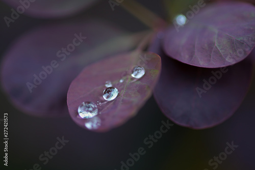 Droplets of water on dark purple leave. Looks like diamonds on a string.