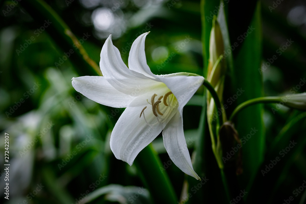 White Iris Flower White Iris Flower