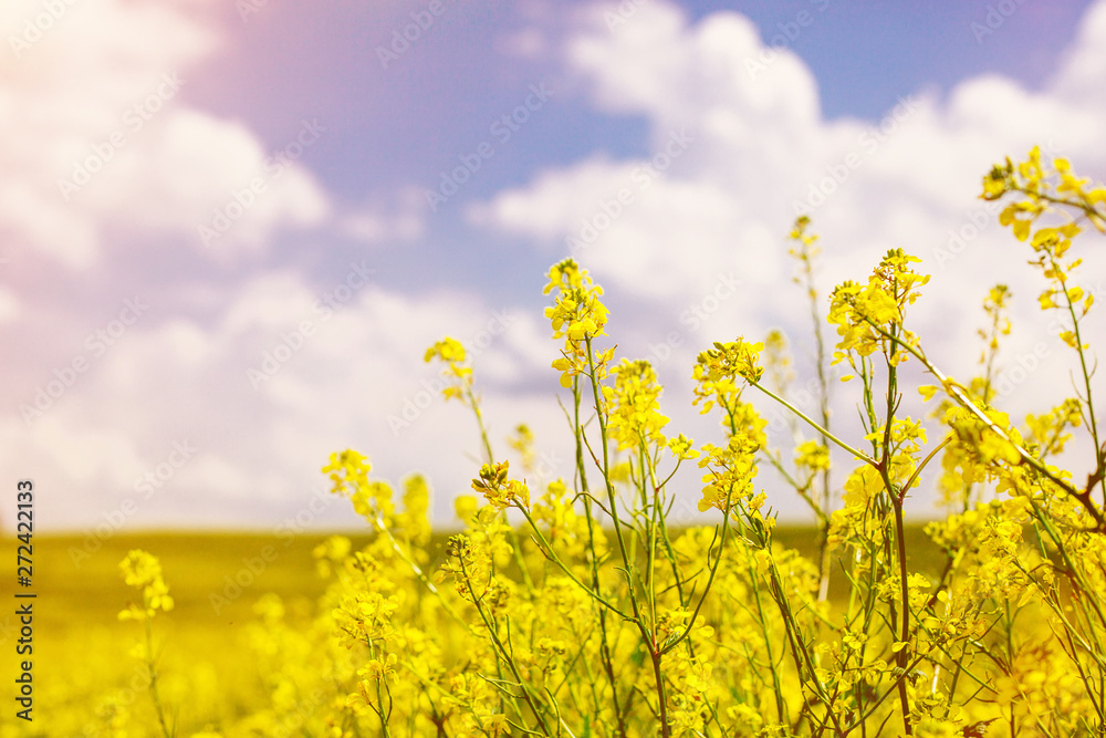 Field of flowering rape against blue sky with clouds. Natural landscape. Field of flowering rape against blue sky with clouds. Natural landscape.