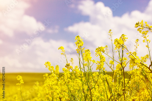Field of flowering rape against blue sky with clouds. Natural landscape.