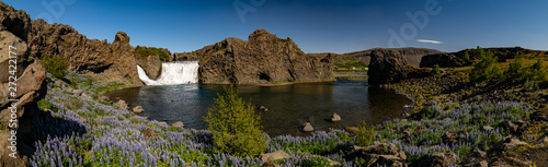 Hjalparfoss is one of several waterfalls in the south of Iceland situated in the lava fields north of the stratovolcano Hekla, shot taken in summer with the lupine flower blooming