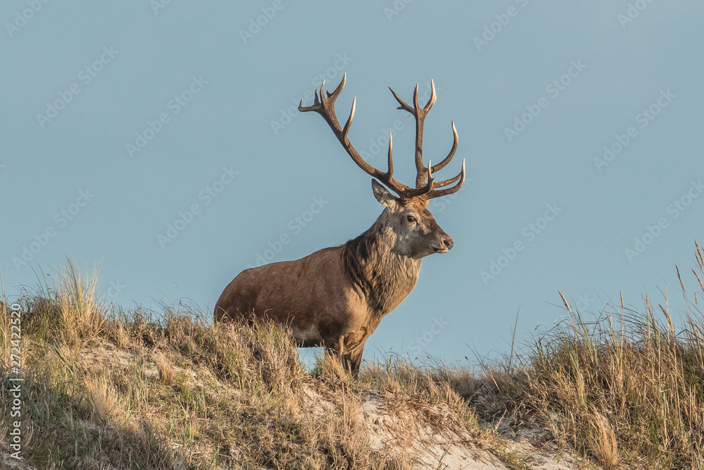 Obraz premium hirsch am meer