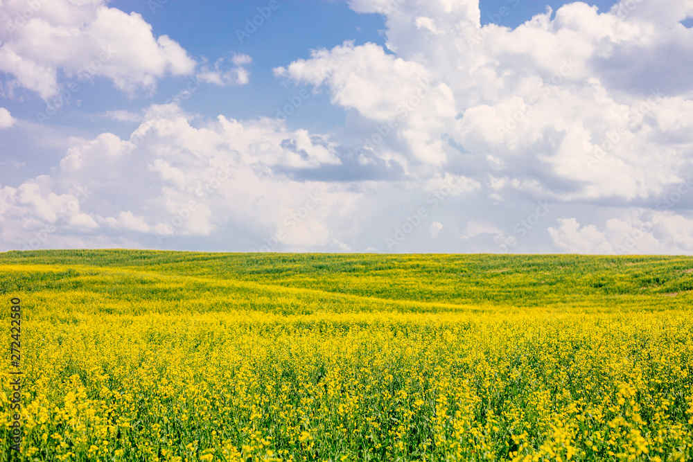 Field of flowering rape against blue sky with clouds. Natural landscape.