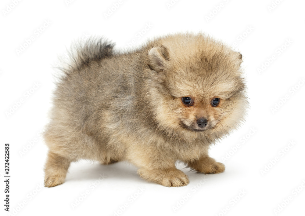 Pomeranian puppy , side view Pomeranian puppy , side view