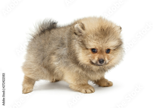 Pomeranian puppy , side view