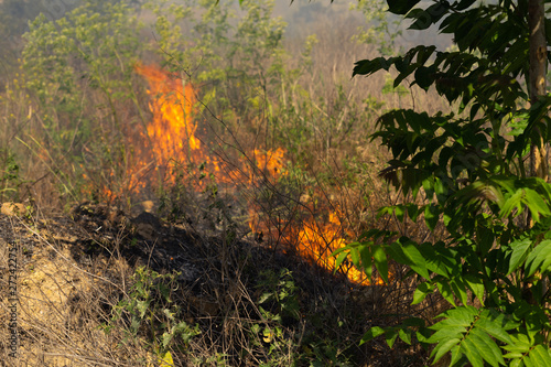 Forest fire Burning dry grass. Summer, drought.