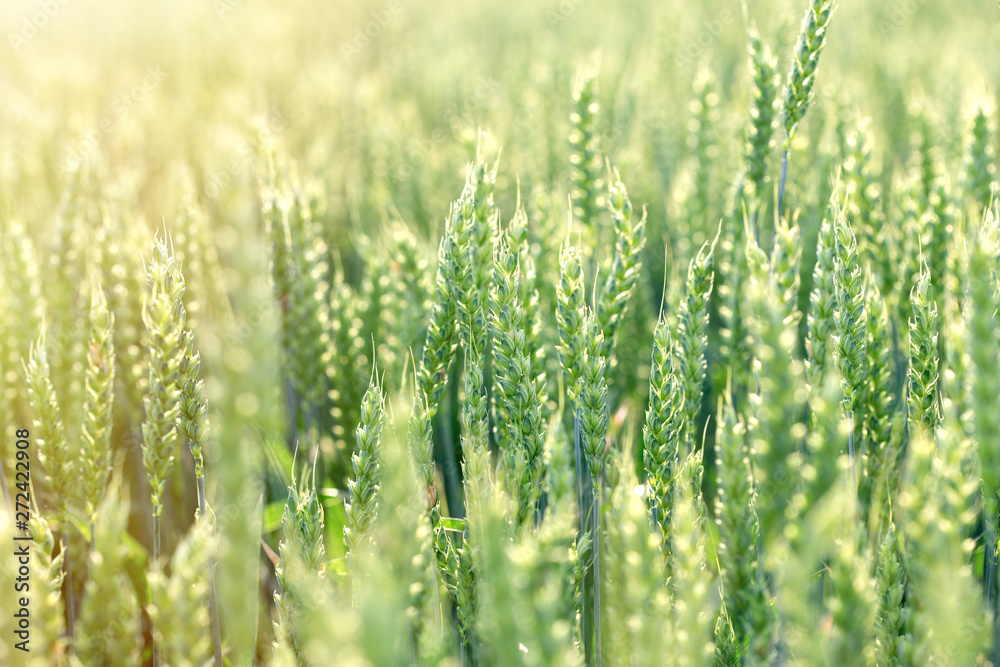 Unripe green wheat field (green wheat field) - green wheat field lit by sunlight Unripe green wheat field (green wheat field) - green wheat field lit by sunlight