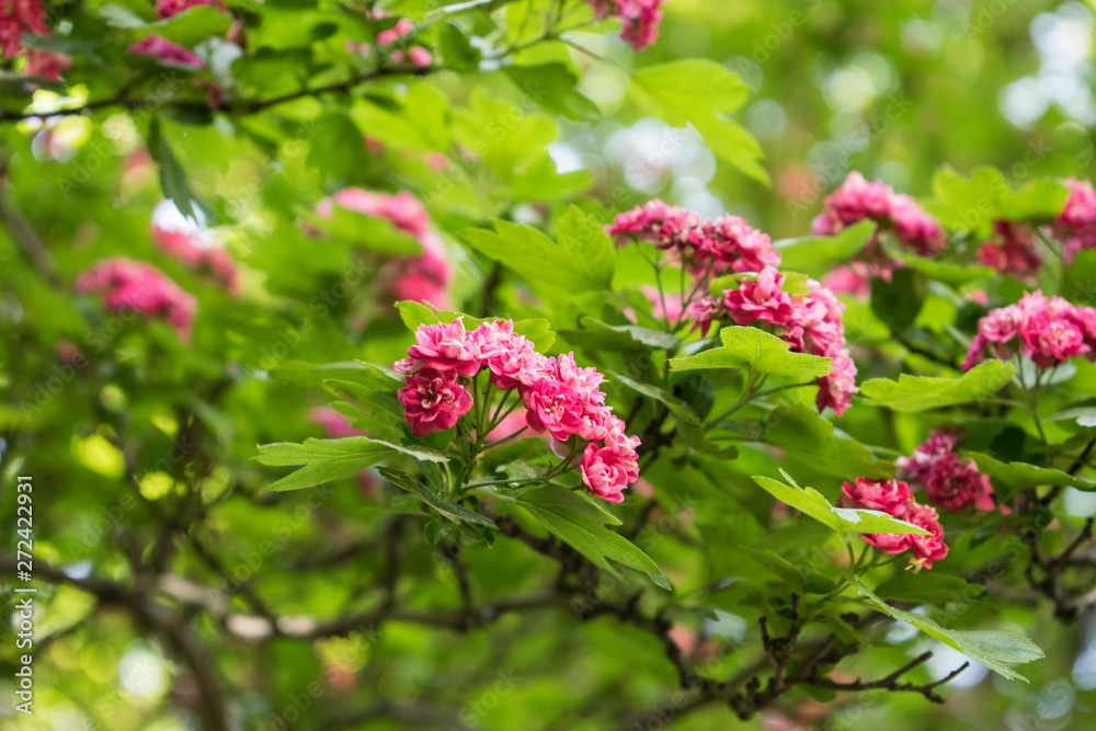 Beautiful small pink flowers on the tree. Blooming summer background. Beautiful small pink flowers on the tree. Blooming summer background.
