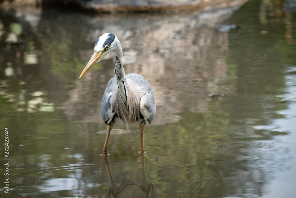 Fototapeta premium Héron 