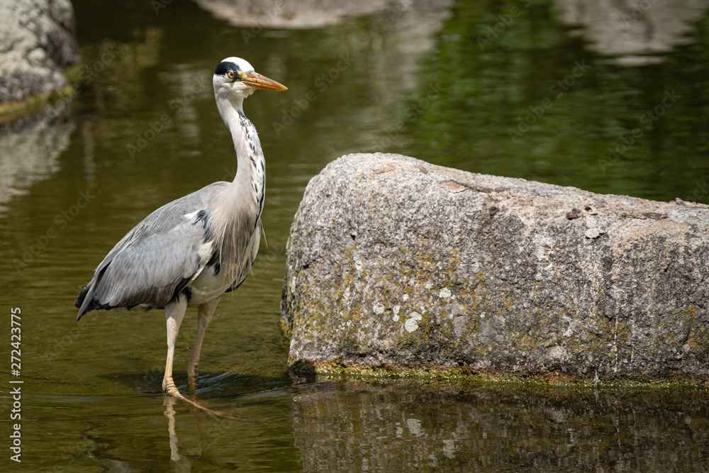 Héron dans l'eau