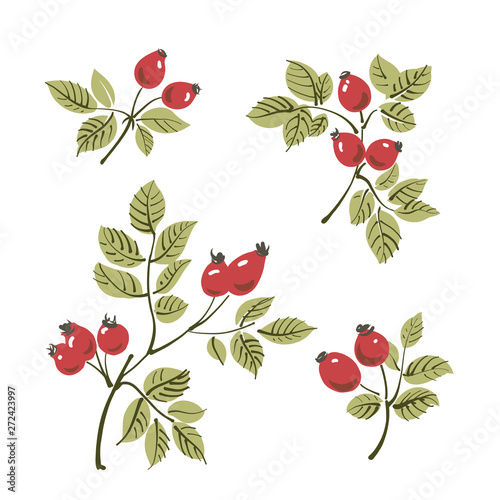 Set of wild rose berries plant elements