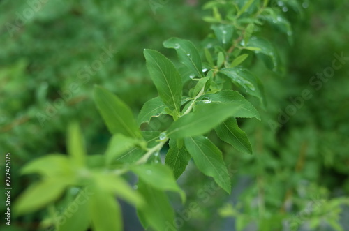 Wallpaper Mural 植物 Torontodigital.ca