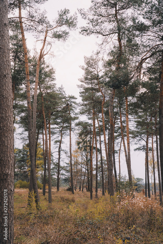 Trees in the Netherlands 