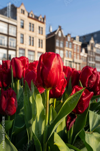 Tulips in Amsterdam photo