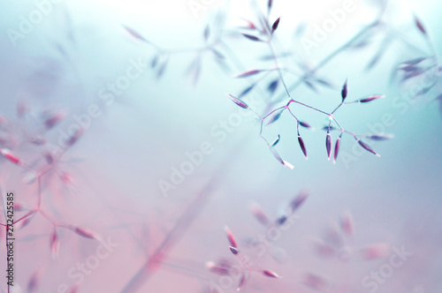Abstract soft translucent atmospheric natural background in pastel light colors. Blooming field grass close-up macro in blue and pink tones. gentle artistic image, copy space.