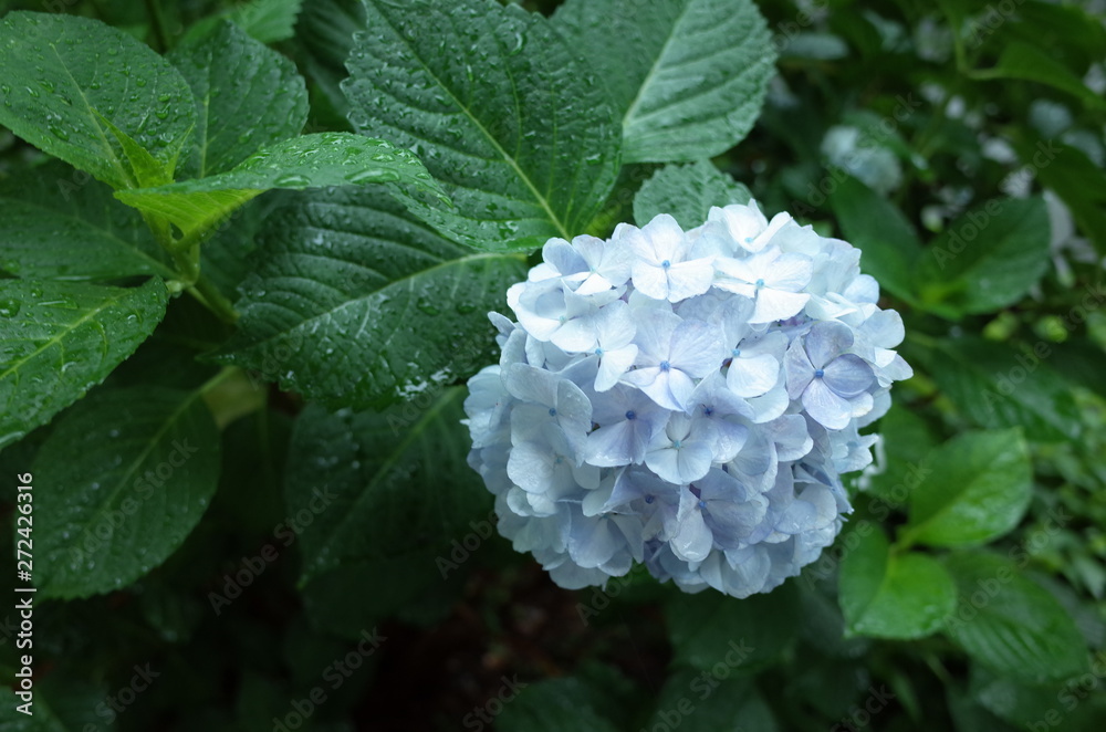 紫陽花 紫陽花