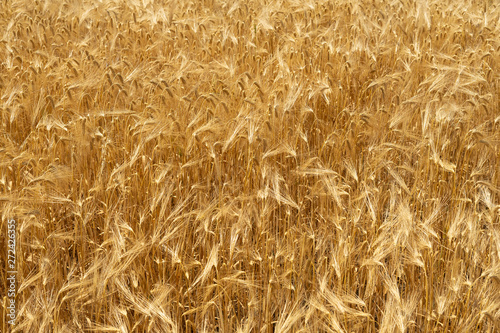 Natural background of wheat field from ripe yellow wheat. Creative vintage background.