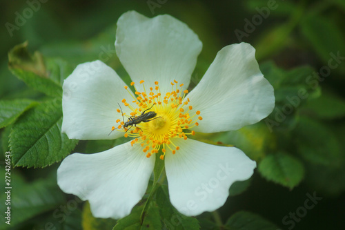 insect on a dog rose