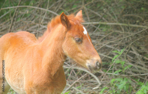 little foal in the meadow