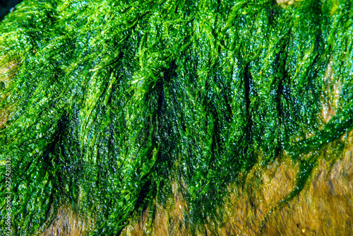 sea lettuce, alga, of the Baltic sea
