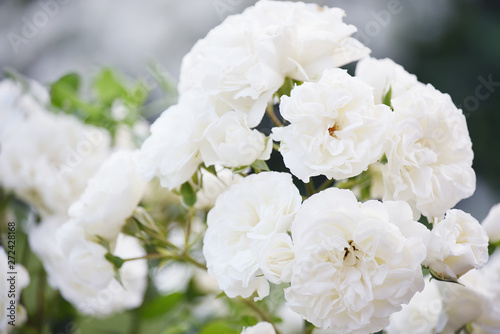 Lush blooming tea white roses. Close-up.