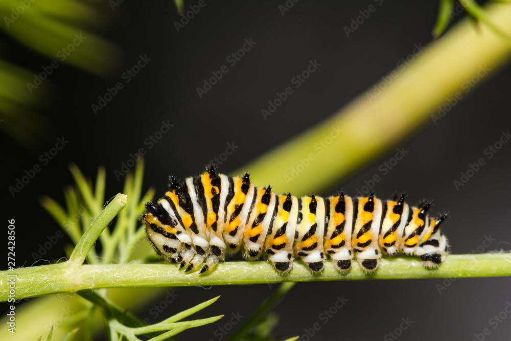 Black Swallowtail Caterpillar (Papilio polyxenes) Black Swallowtail Caterpillar (Papilio polyxenes)