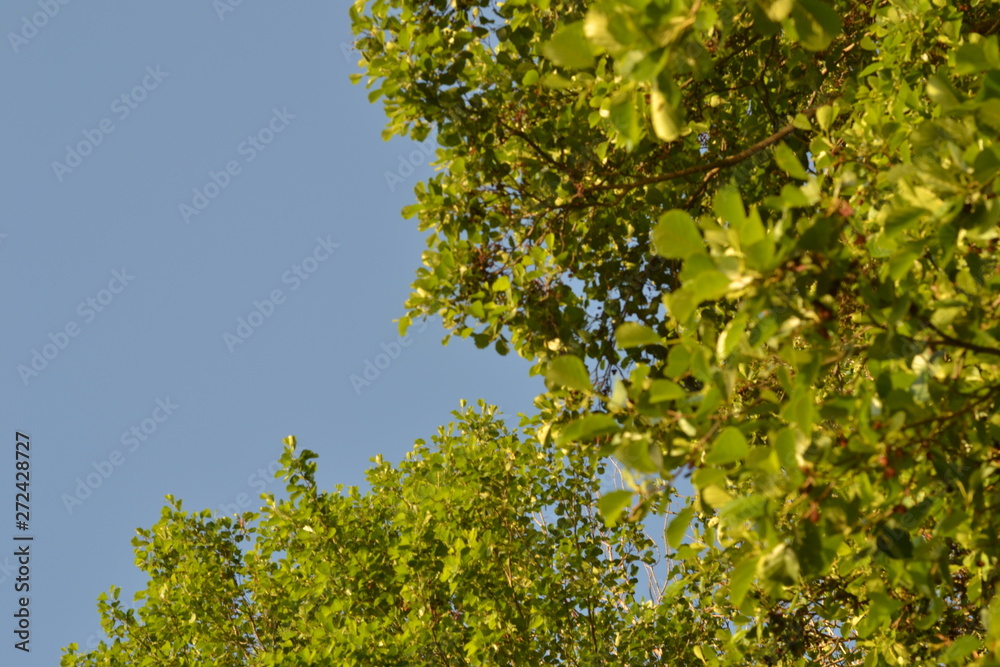 Against the background of the morning sky green foliage of trees. Against the background of the morning sky green foliage of trees.