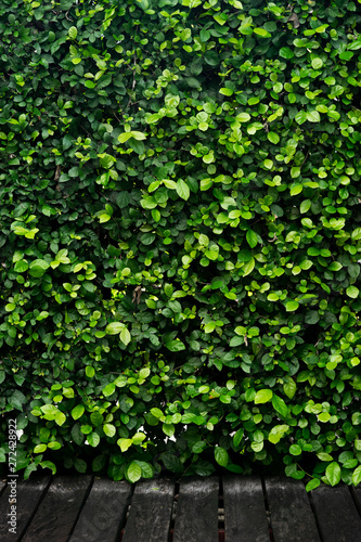 green leaves background