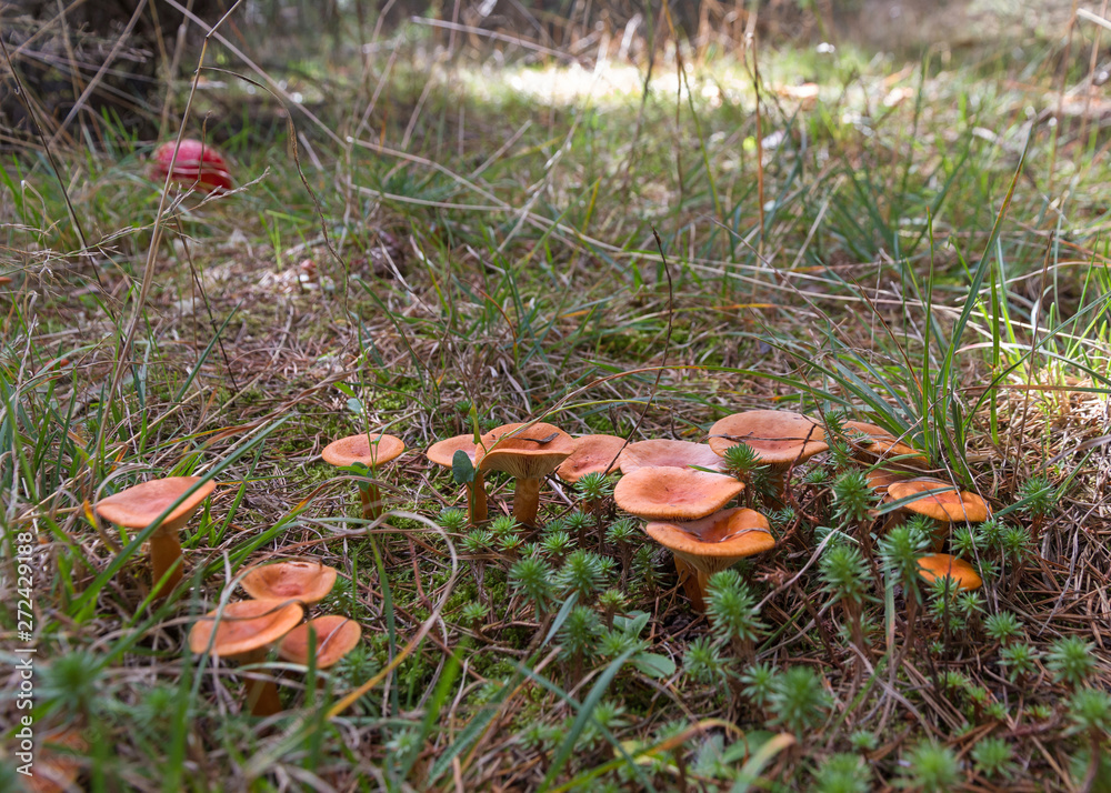Setas Clitocybe gibba en el suelo de un pinar, en otoño Setas Clitocybe gibba en el suelo de un pinar, en otoño