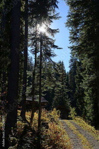 Herbstwald mit Sonne