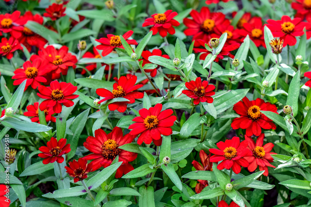 Bright Red Zinnias, Group Planting Bright Red Zinnias, Group Planting