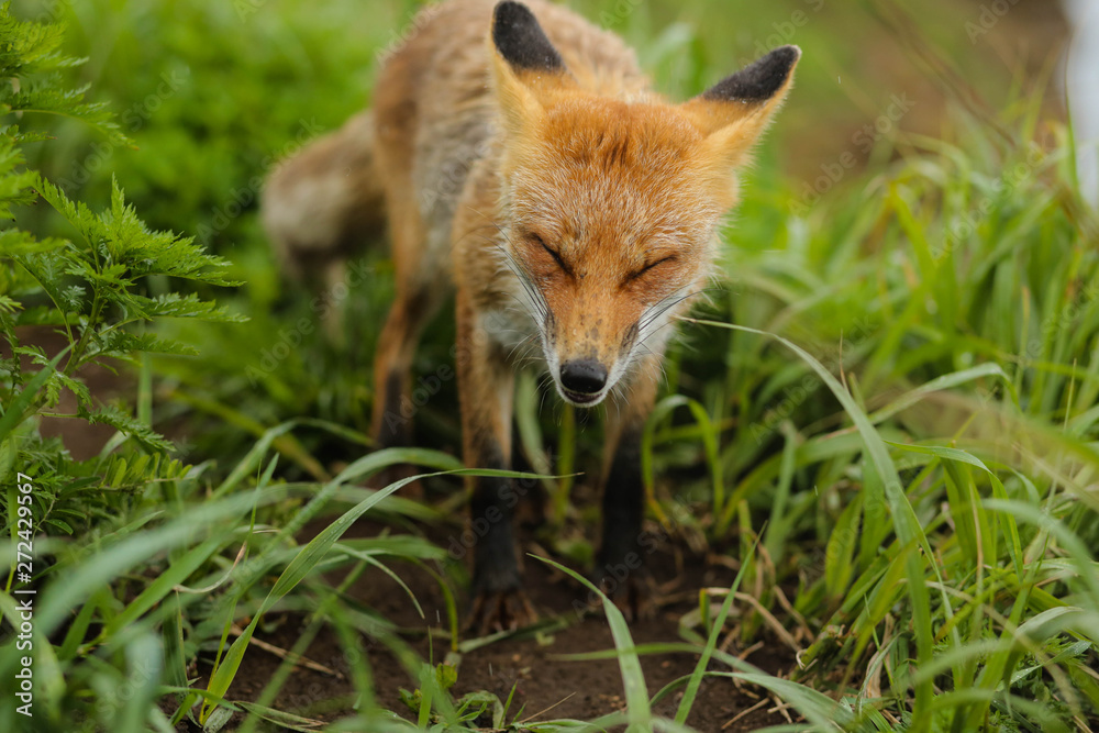 Naklejka premium fox on the island