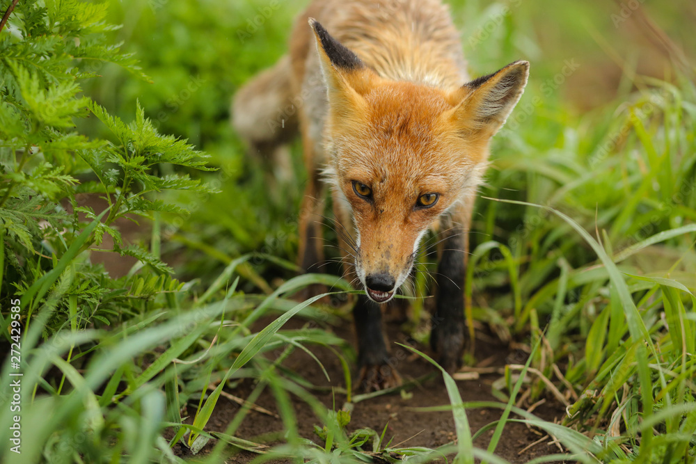 Fototapeta premium fox on the island
