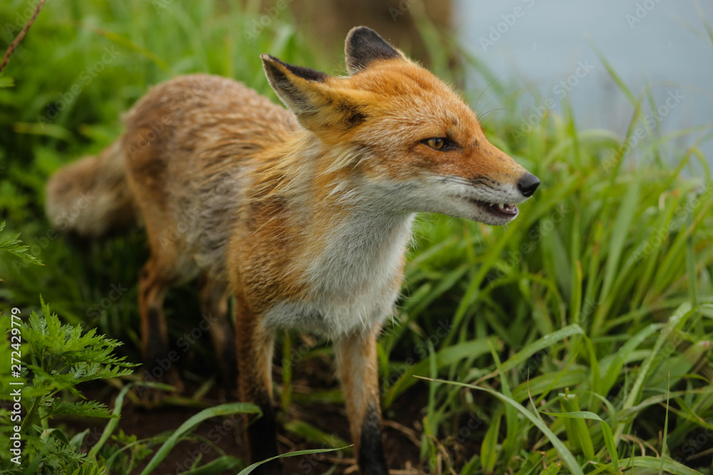 fox on the island