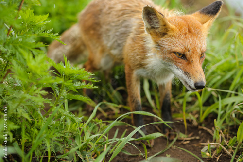 fox on the island © vdeeva