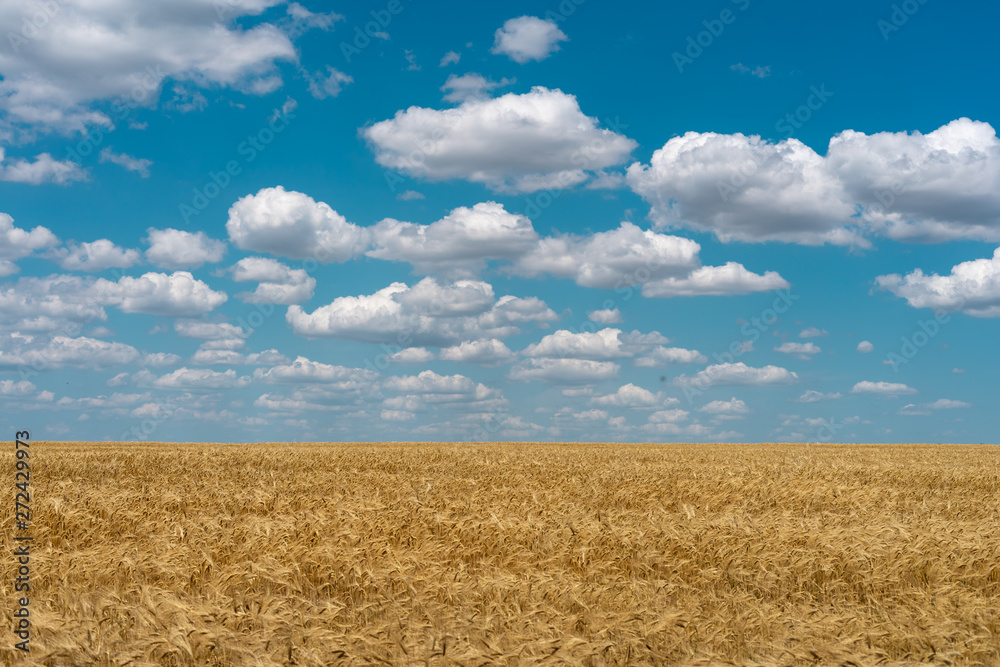 Wheat field of ripe wheat against the blue sky and beautiful clouds.