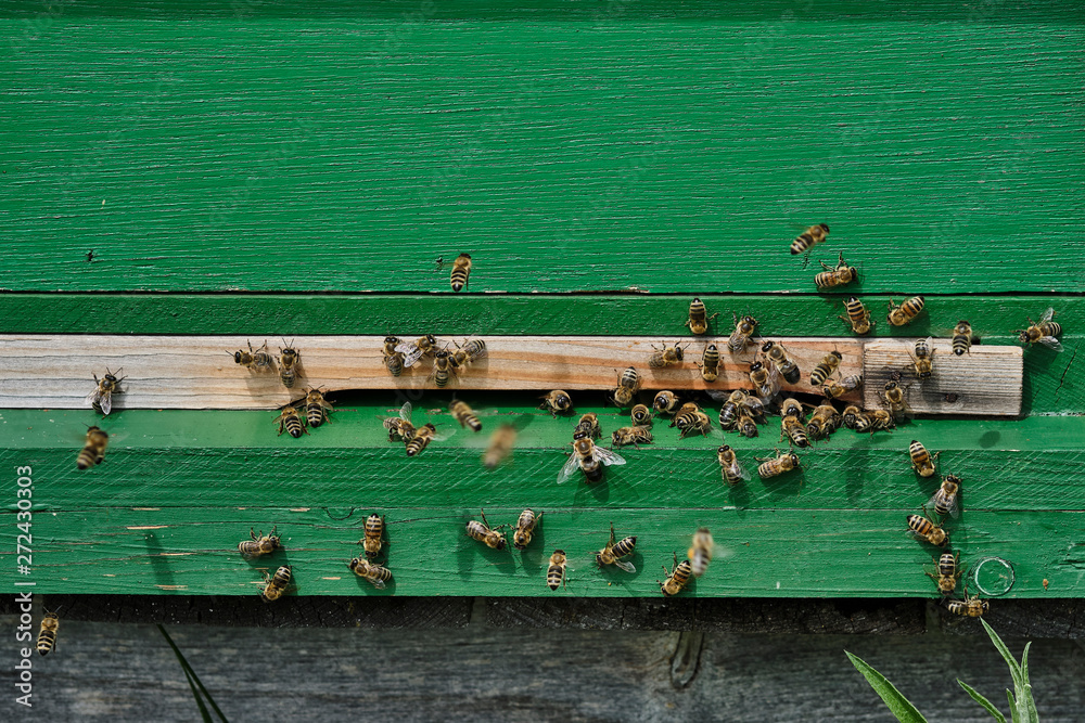 Bienen am Bienenstock im Kreis Hassberge, Unterfranken Bienen am Bienenstock im Kreis Hassberge, Unterfranken