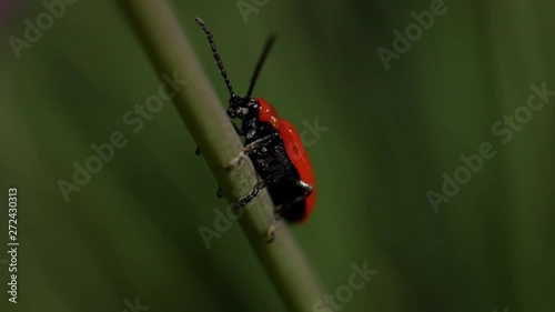 Red beetle hugs a flower stalk and swings in the wind. Lilioceris Merdigera. Insects macro. Slow motion photo