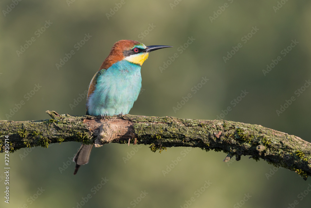 Birdlife, closeup of European bee eater (Merops apiaster) Birdlife, closeup of European bee eater (Merops apiaster)