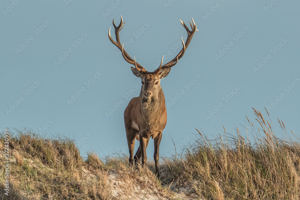 Fototapeta premium hirsch auf düne