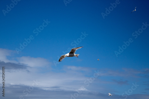 Low Flying Seagulls Over Porthmear Beach  St Ives  Cornwall 