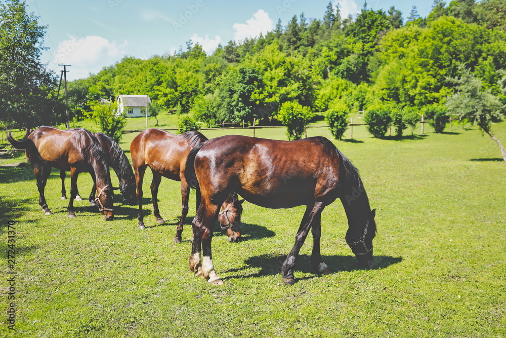 beautiful groomed horses in the forest