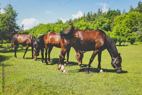 beautiful groomed horses in the forest © prohor08