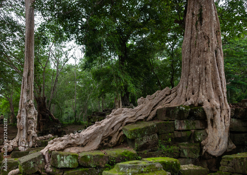 Temple overgrown with tree roots, Siem Reap Province, Angkor, Cambodia Temple overgrown with tree roots, Siem Reap Province, Angkor, Cambodia